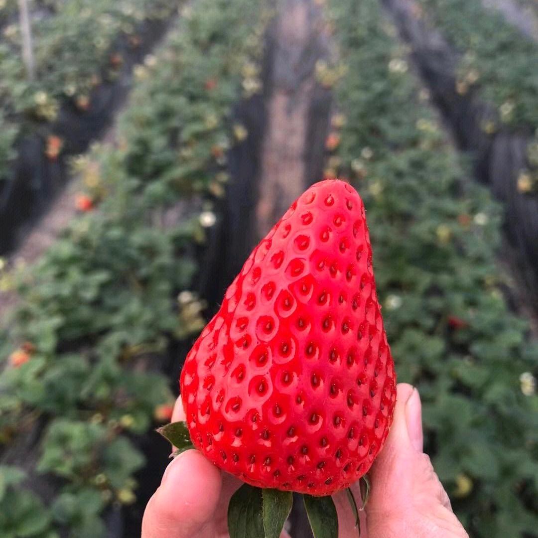丹香草莓园🍓润泽