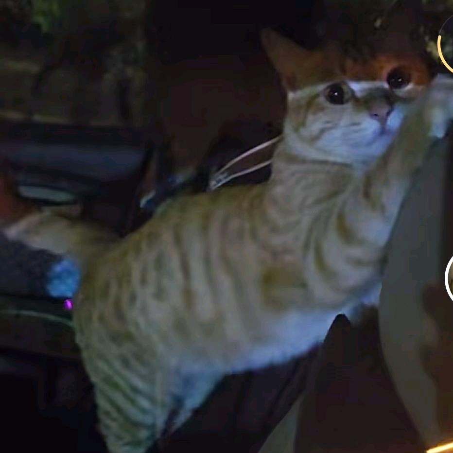 白嫖会不会犹豫