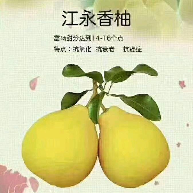 果   然是你 江永香柚（沙田柚）夏橙