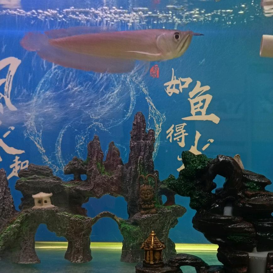 凡间悟空