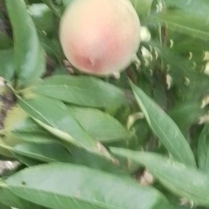 过眼云烟