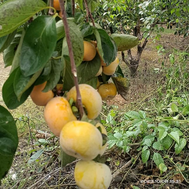 梅心梅肺没烦恼