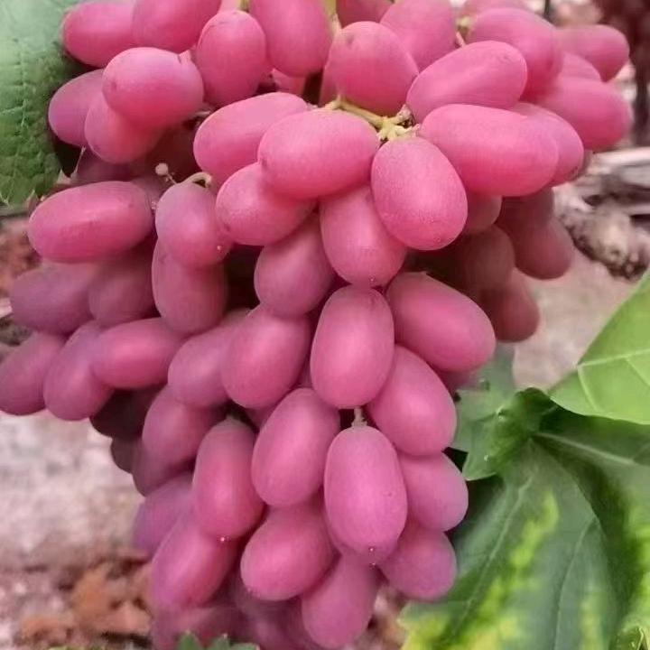 郑（广州江南市场专业代销 代购）