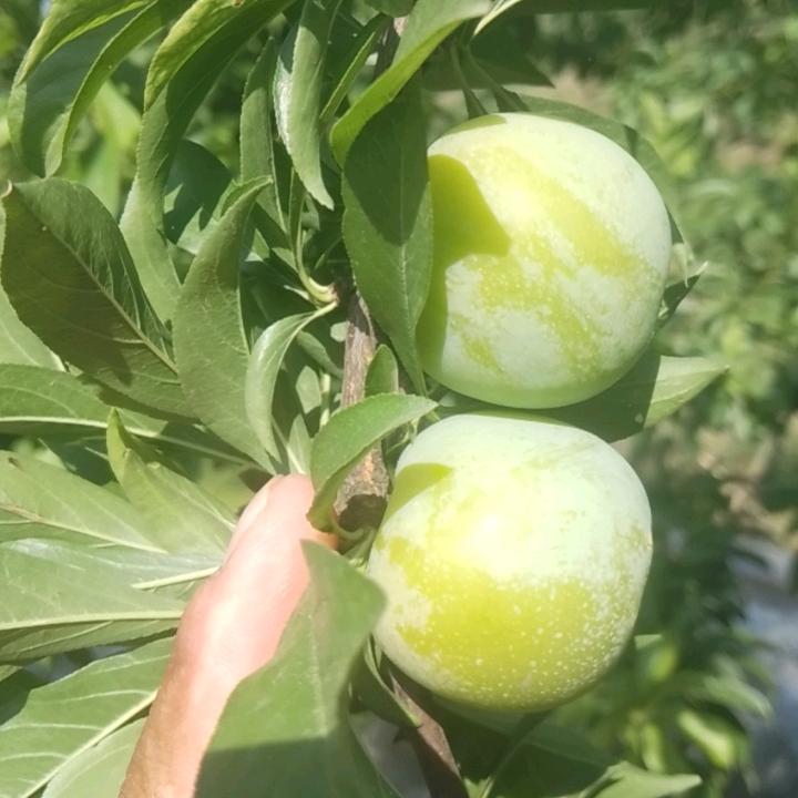 大自然的水果搬运工