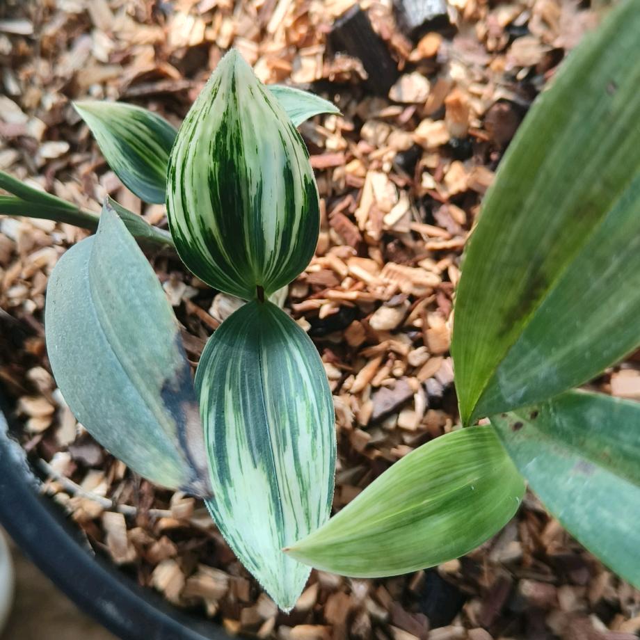 小穆花卉