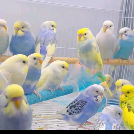 小熙鹦鹉🦜大型养殖