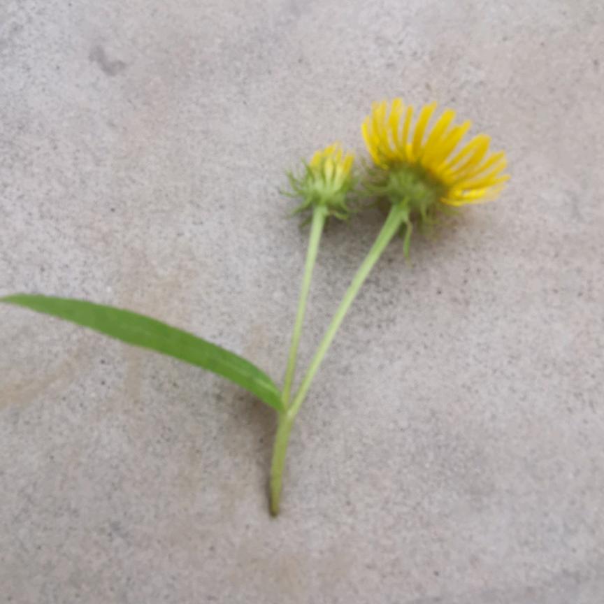 你好，阳光
