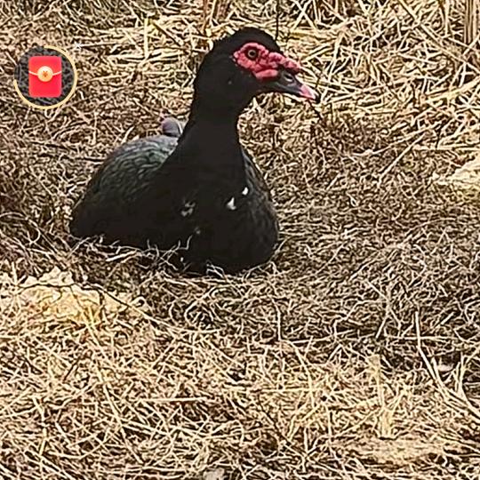 光头强鸭哥<邹>