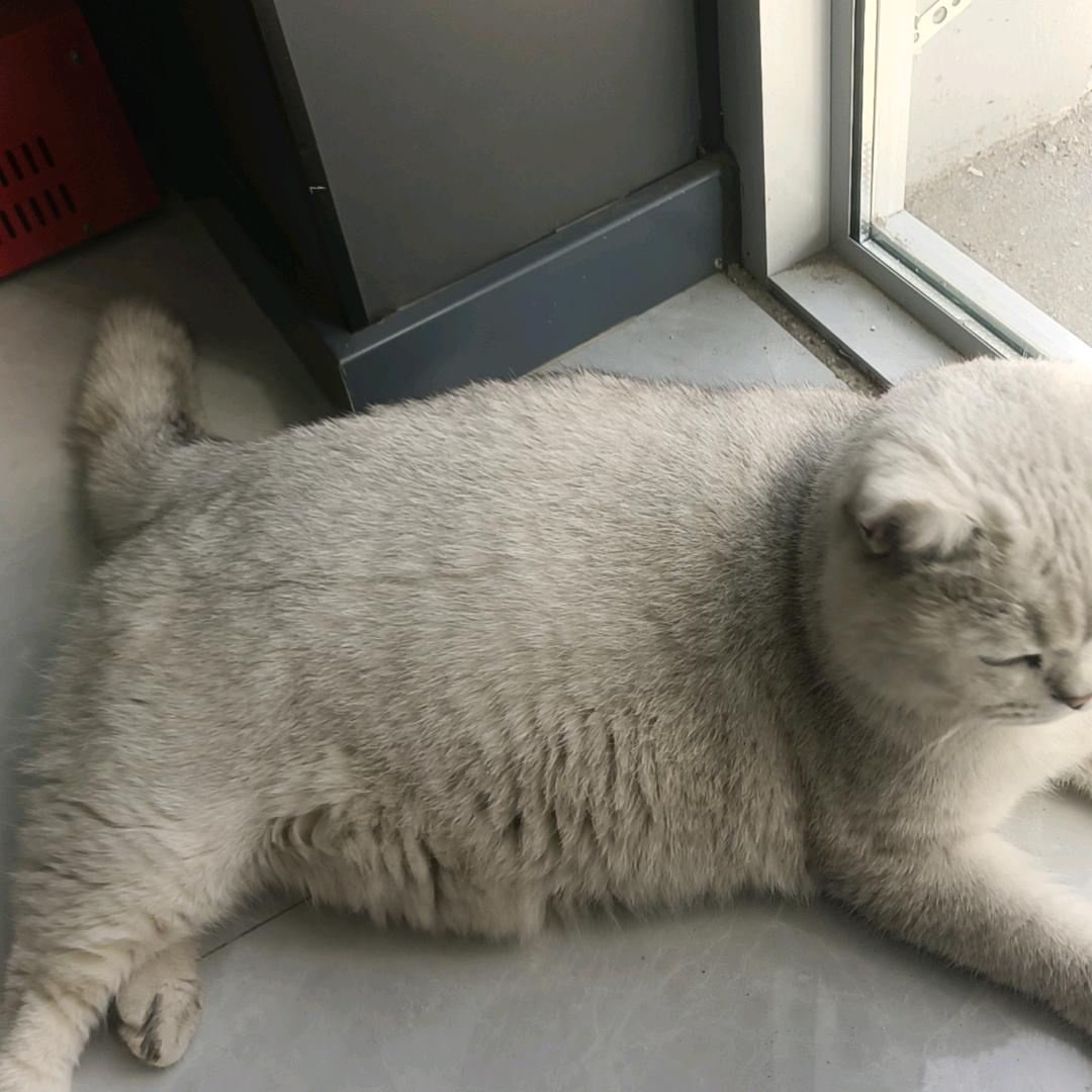 莜果果