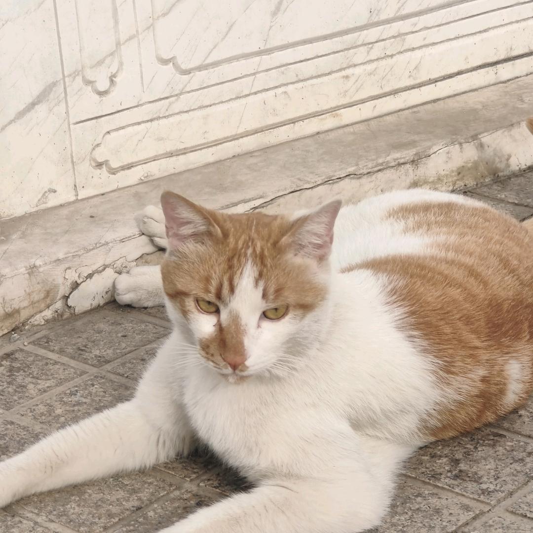 大猫咪