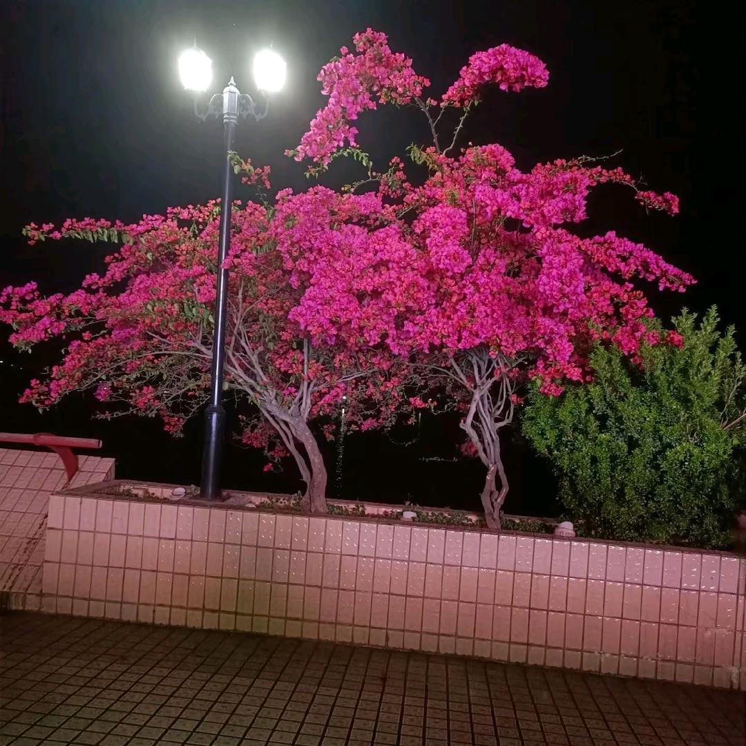 广西老表