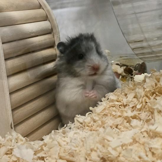小歪