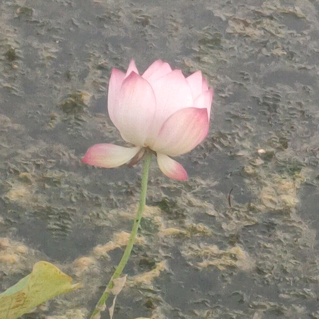 王新宇