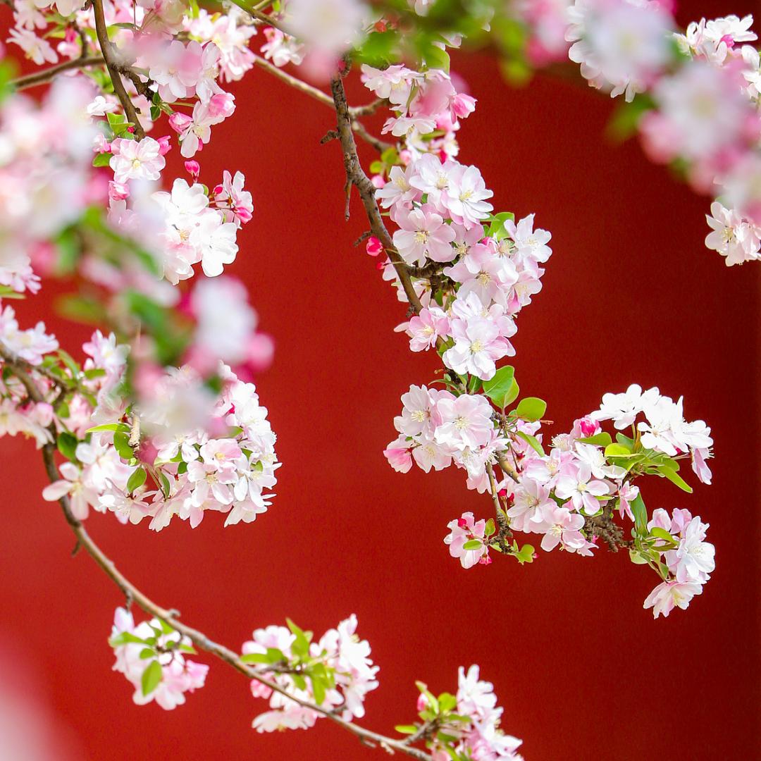 生如夏花之绚烂