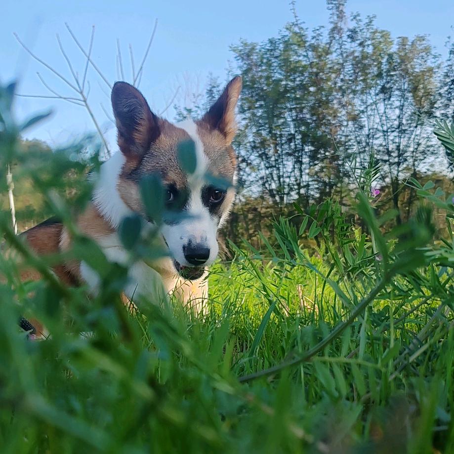 @不会钓鱼的钓鱼佬