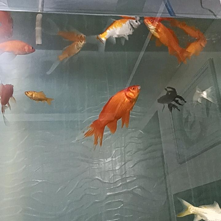 老炮