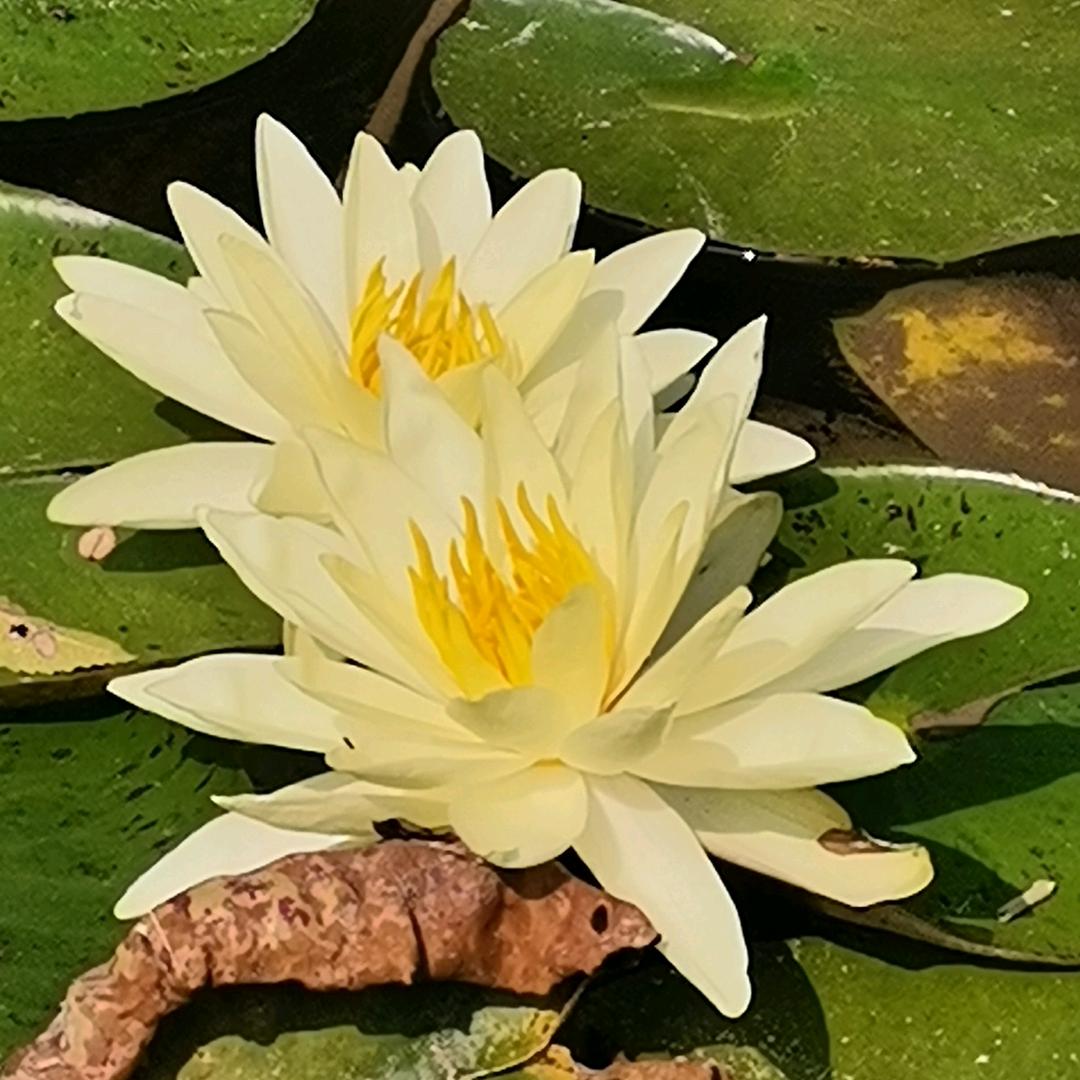 美美