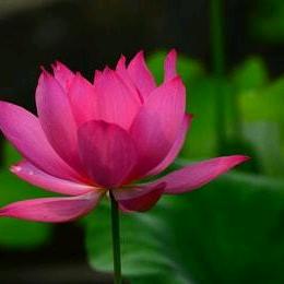 金银花