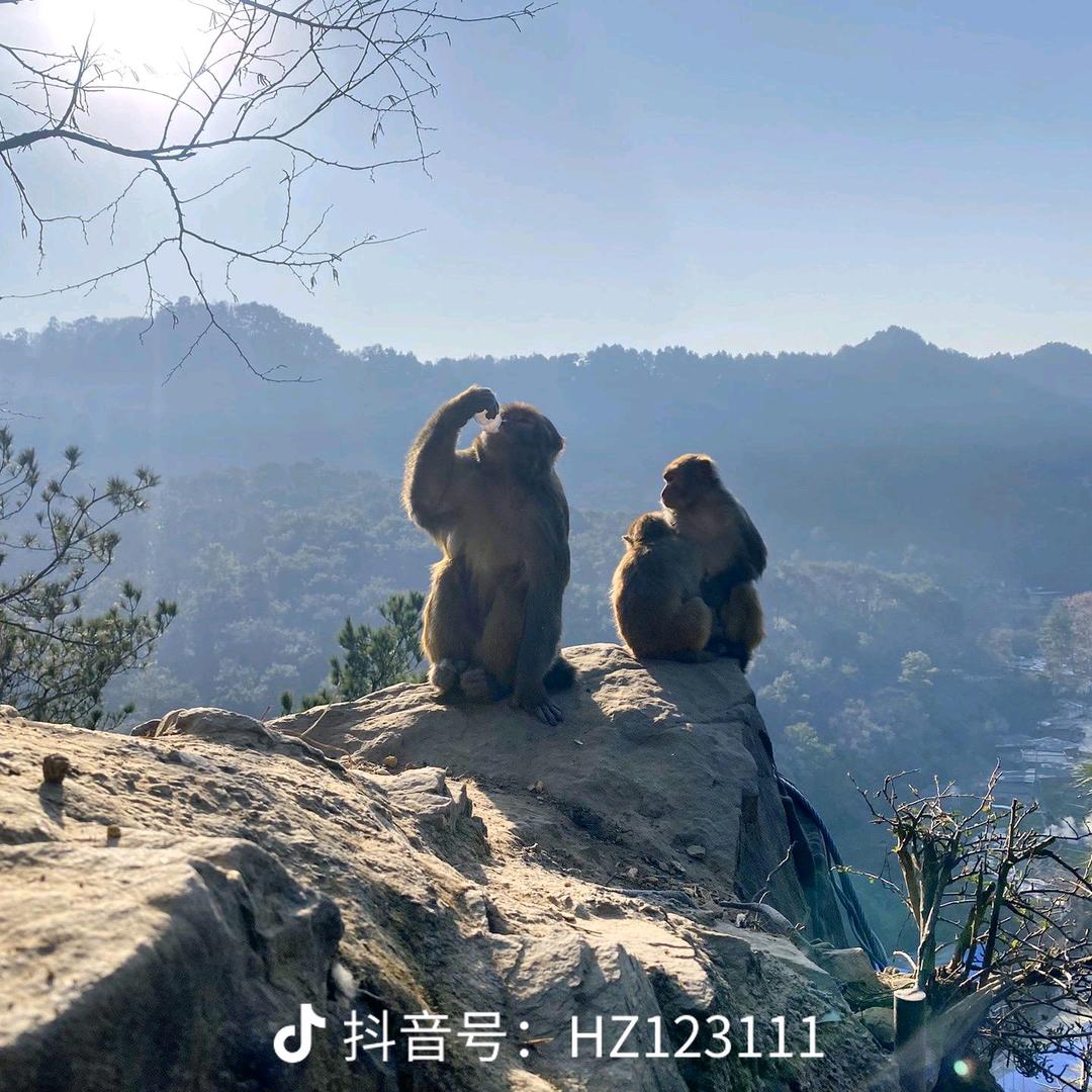 仙人果