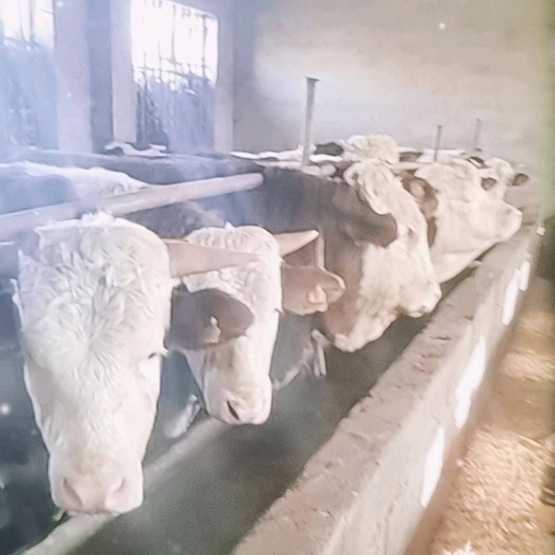 枣庄大虎生鲜牛肉