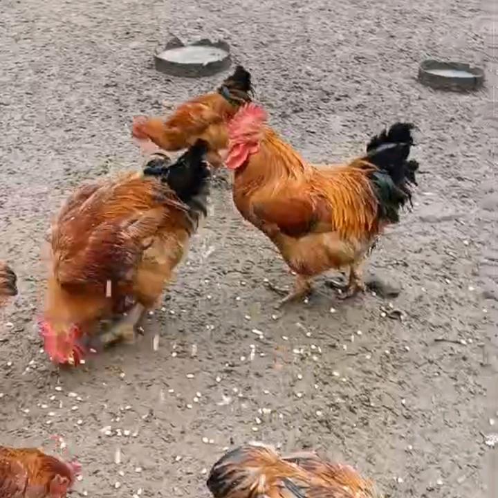 我是四川内江的八三年的人