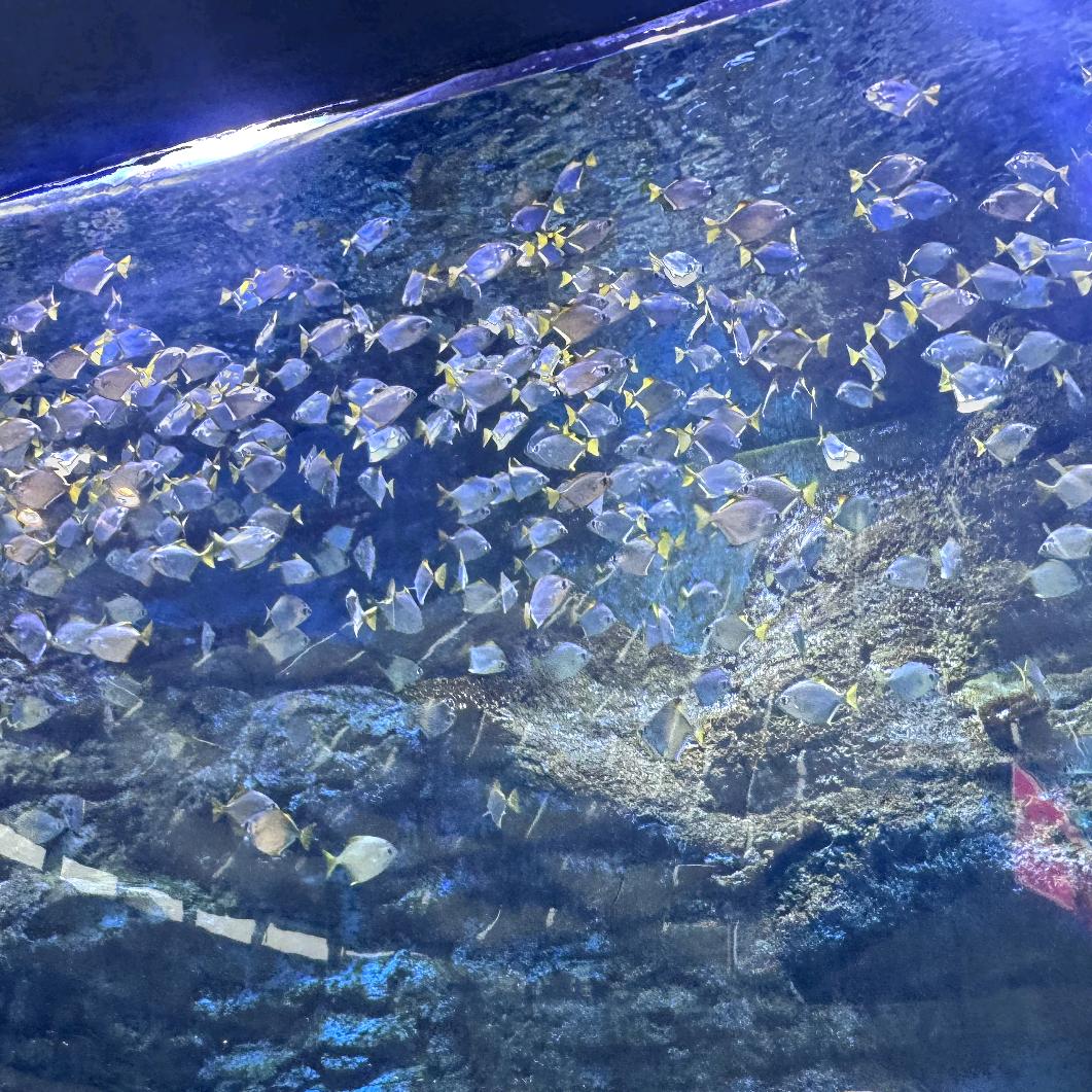 ღ᭄ꦿ꯭落ঞৣঁ幕প᭄᪲