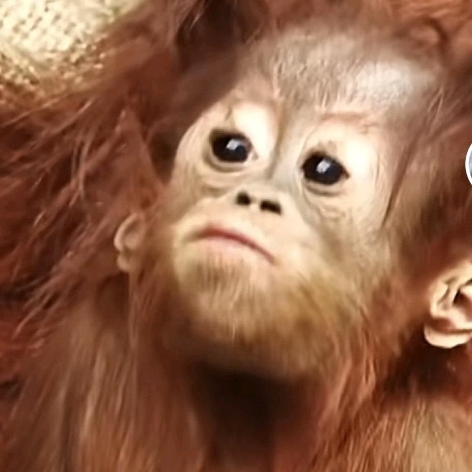 এ᭄逍遥ꦿృ༊