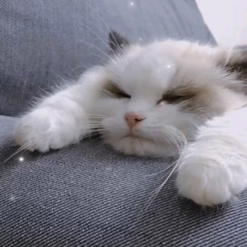 妖尾电竞董事长柒崽