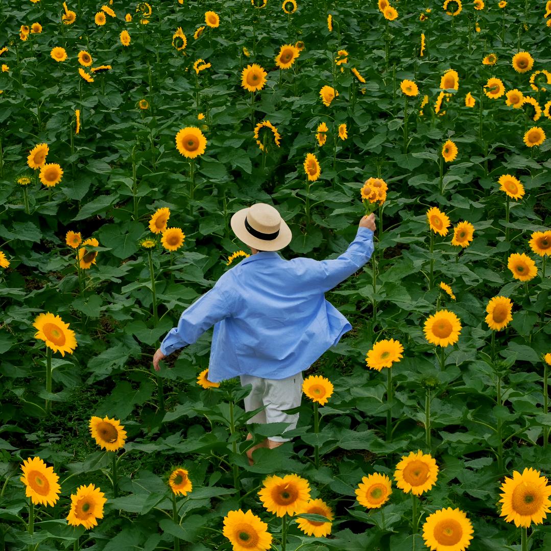 向日葵🌻
