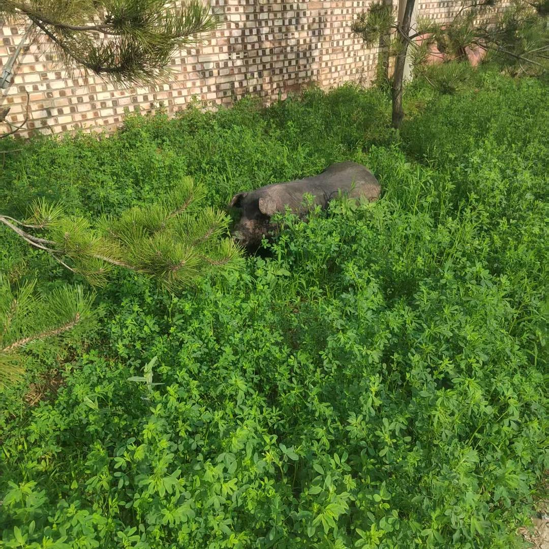 运城伟青黑猪散养基地