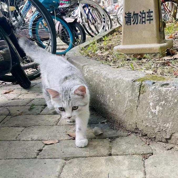 白菜