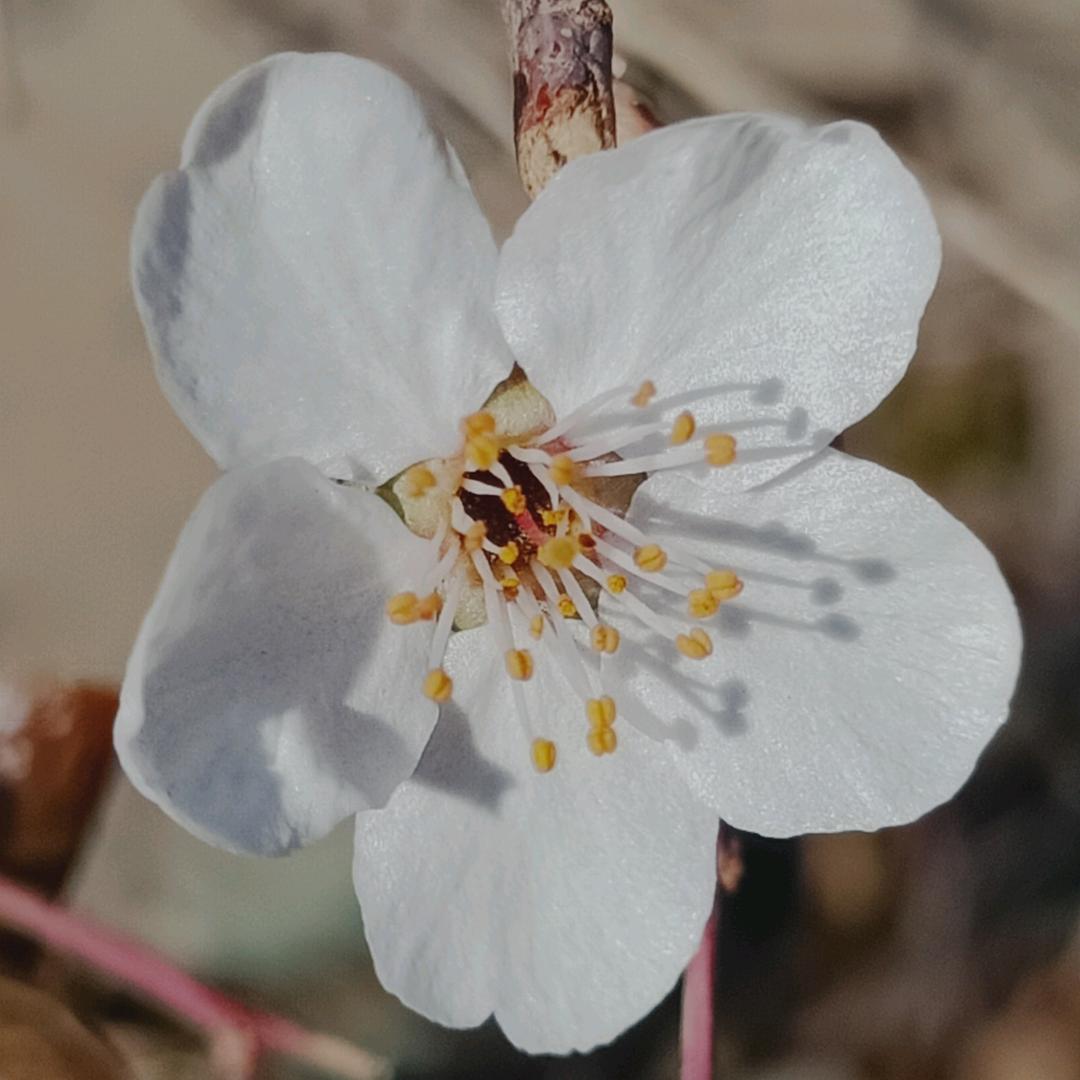 茉莉奶香蜜