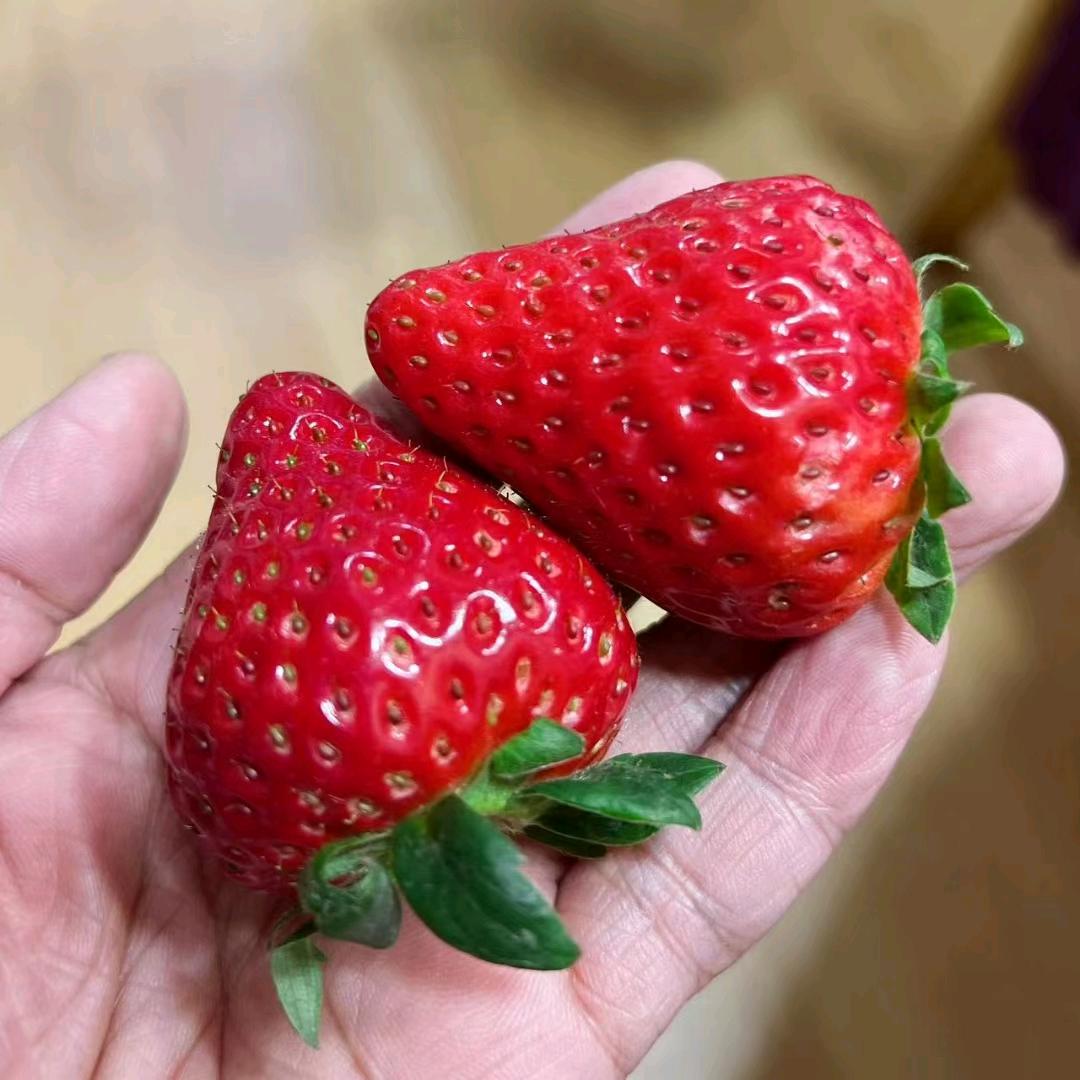 导航家禾草莓