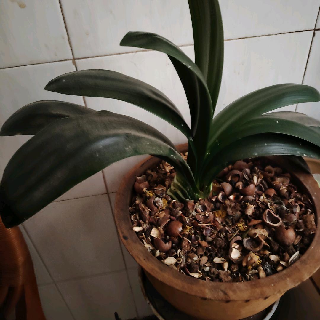 爱你不后悔