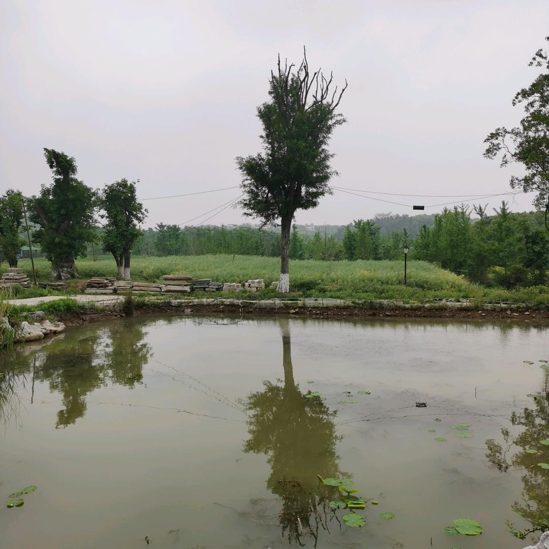 中国泰森 🇨🇳