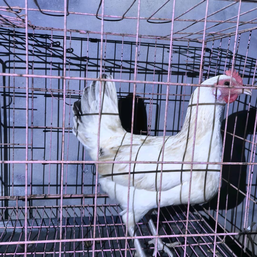 热心市民刘先生