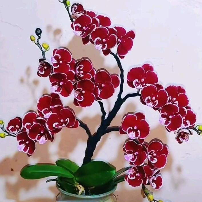 🦋🦋🦋🦋🦋🦋