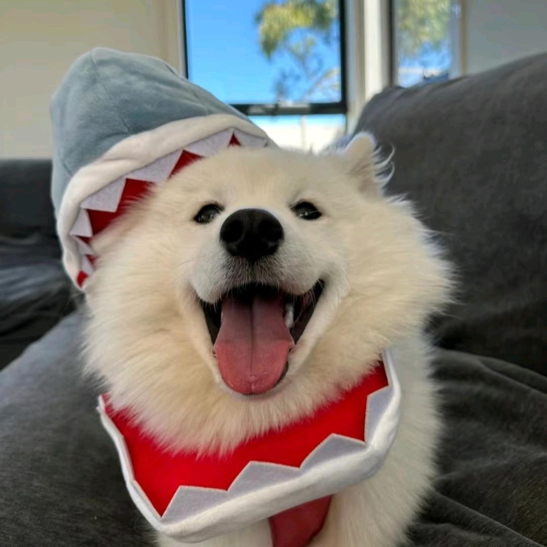 🐾