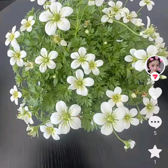 梅秀英aa