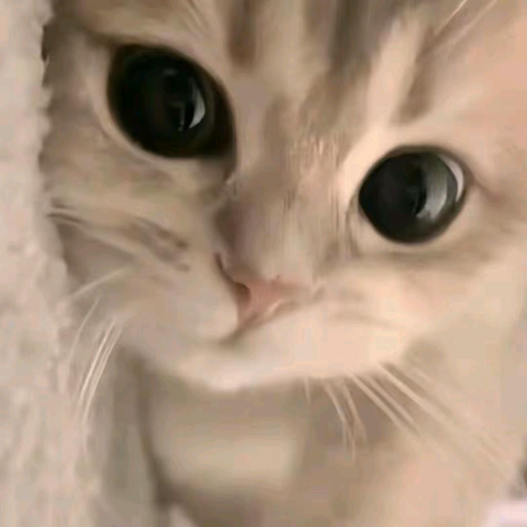 小猫先生.