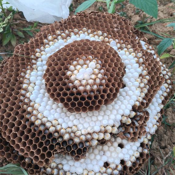 乡村创业实录（韩哥）