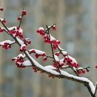 傲雪寒梅户外爱拍