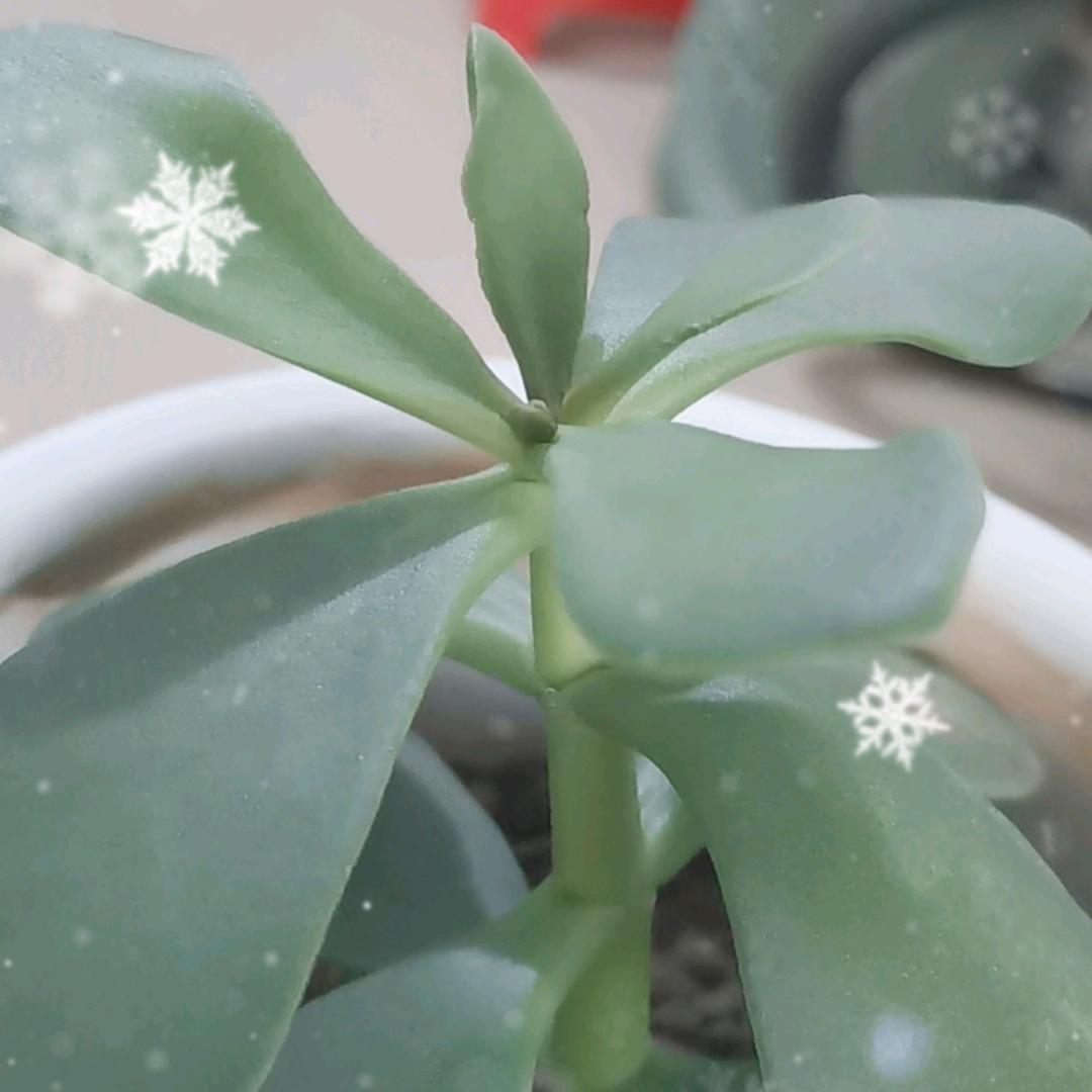 百草净