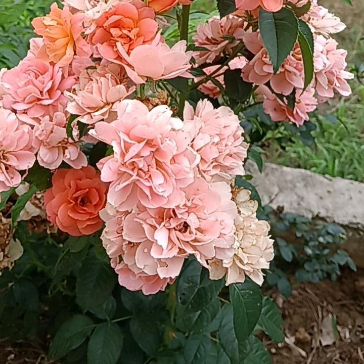 四叶草