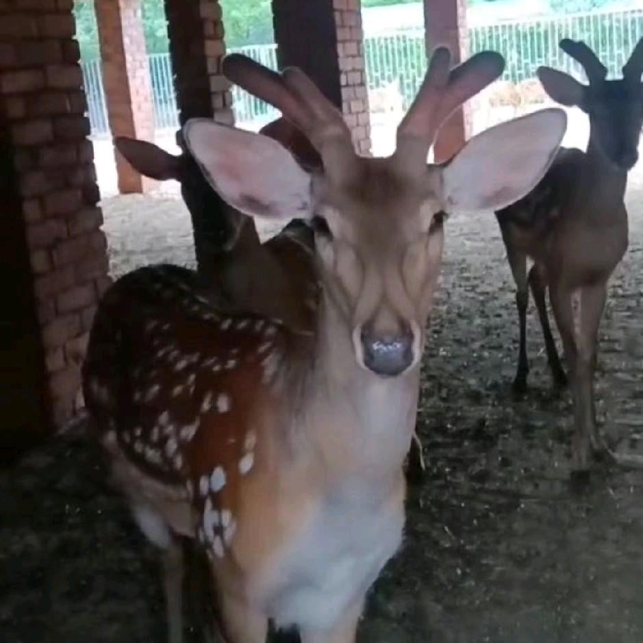 安徽淮北濉溪双堆吴井村小吴梅花鹿养殖场