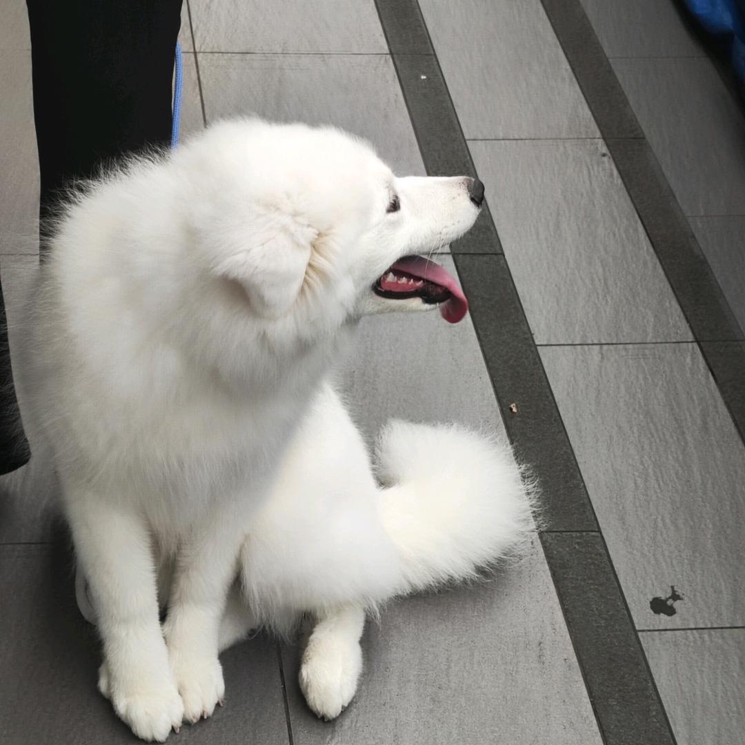不知道叫什么