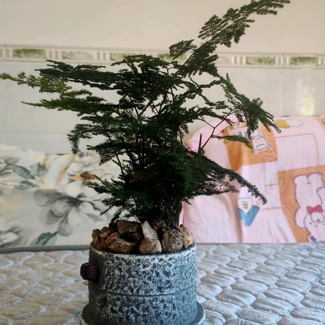 恋如星空