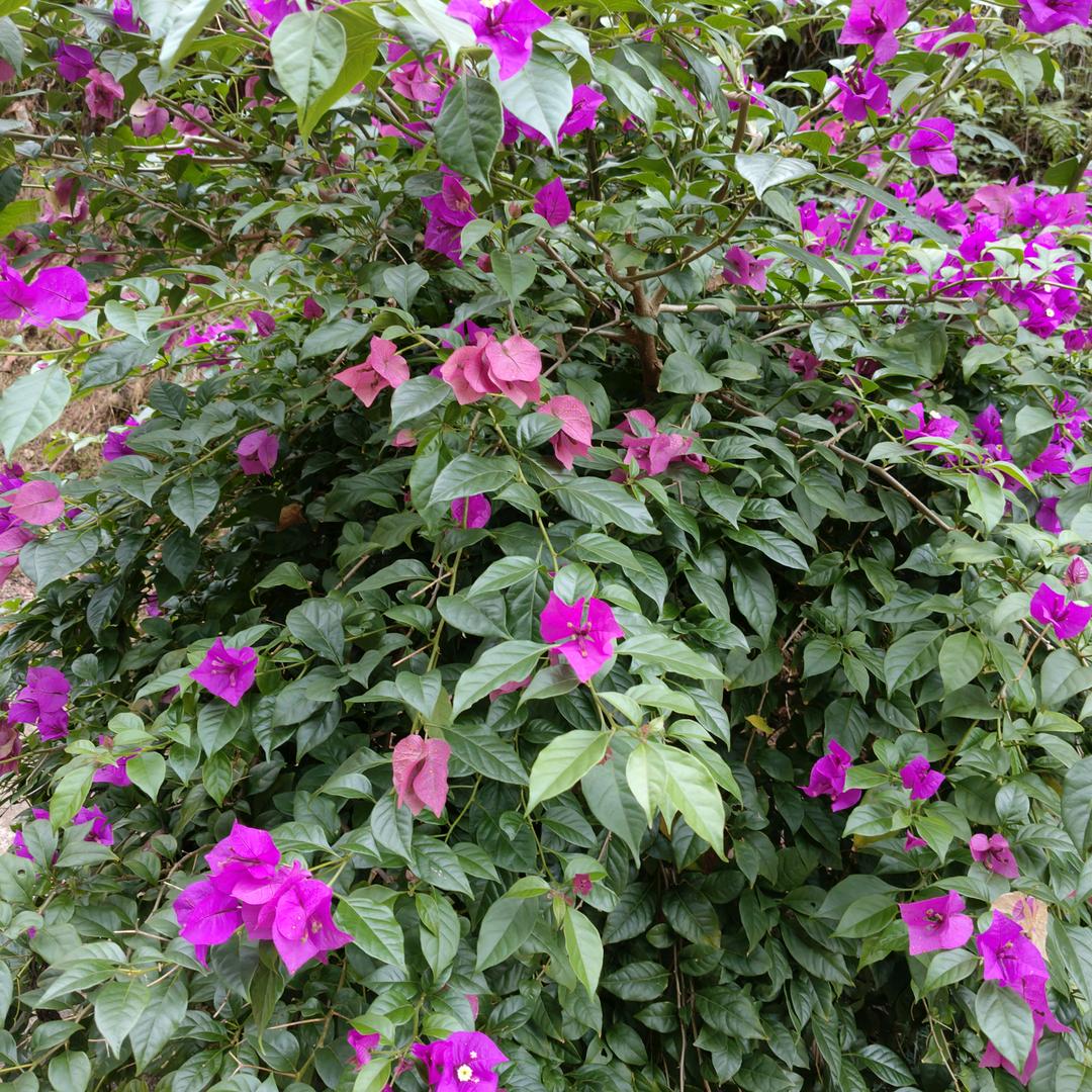 平哥