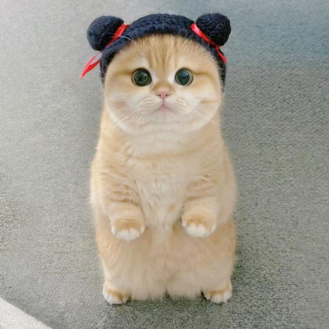 小乔