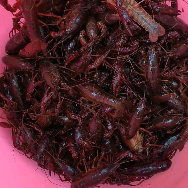 太子庙龙虾垂钓园养号中